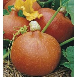 Kuerbis_Orange_Hokkaido_Uchiki_Kuri