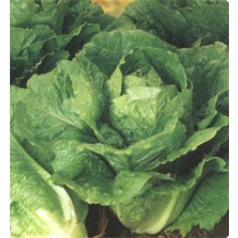 Salat_Bindesalat_Winter_Density