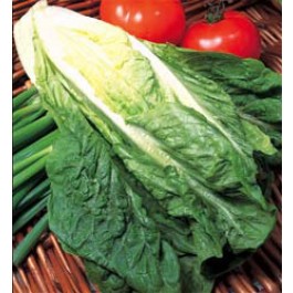 Salat_Bindesalat_Lobjoits_Green_Cos