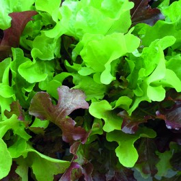 Salat_Rot&Gruen_organic