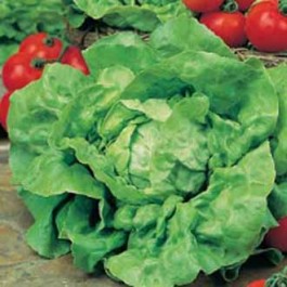 salat_tom_thumb