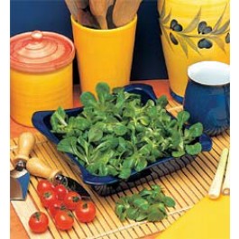 Salat Feldsalat Favor