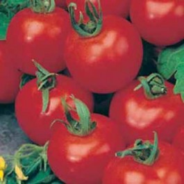 tomaten_shirley