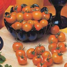 Kirschtomate_Sungold