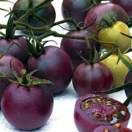 Tomaten_Kirschtomate_Black_Cherry