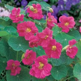 Tropaeolum_Jewel_Rose