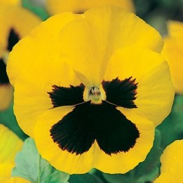 Viola_Zwitseerse_Reuzen_Rhinegold