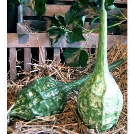 Flaschenkuerbis_Marenka