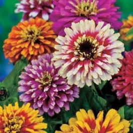 Zinnia_elegans_Whirlygig_Improved_Mix