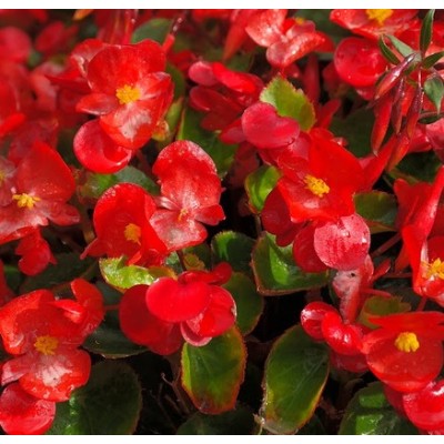 Begonia semperflorens Red Comet F1 Begonie Saatgut bestellen