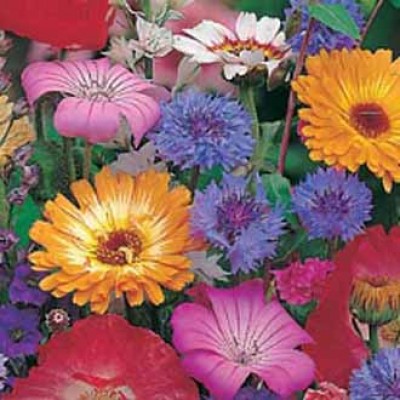 Blumen Mix Quick & Easy - Blumenmix Schnell & Einfach - Saatgut bestellen