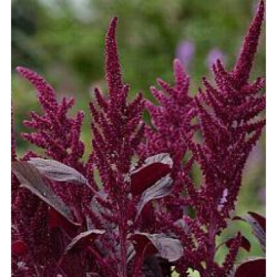 Amaranthus Cruentus Oeschberg Amarant Fuchsschwanz Saatgut Kaufen