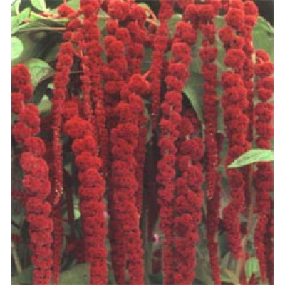 Amaranthus Caudatus Amarant Fuchsschwanz Saatgut Kaufen
