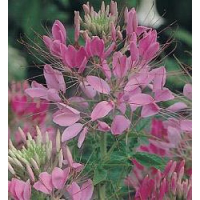 Cleome hassleriana Cherry Queen Spinnenpflanze Saatgut kaufen