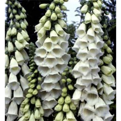 Digitalis Purpurea Alba Fingerhut Saatgut Bestellen