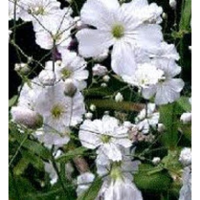 Gypsophila elegans Rosea - Schleierkraut - Saatgut kaufen