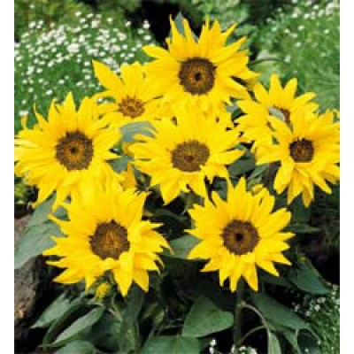 Helianthus Annuus Pacino Gold Niedrige Sonnenblume Saatgut