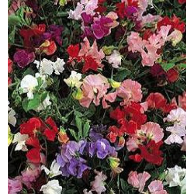 lathyrus odoratus wicke zaden meer