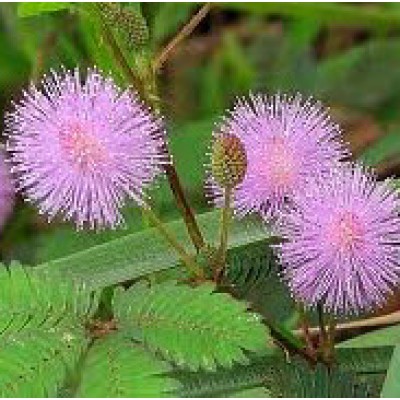 Mimose Mimosa pudica Sinnpflanze Samen Saatgut Schamhafte Sinnpflanze mehrjährig 