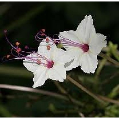 Mirabilis longiflora Wunderblume Saatgut kaufen