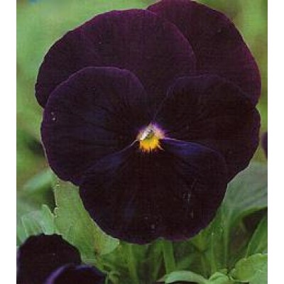 Viola Wittrockiana Black Star Veilchen Stiefmutterchen Saatgut Bestellen