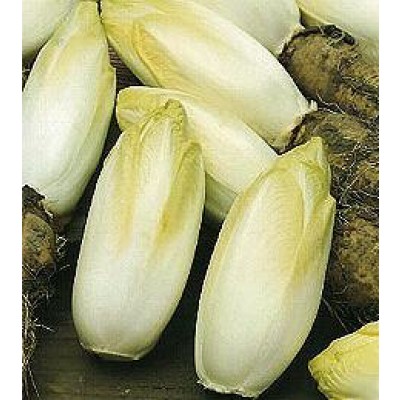 Brüsseler Witloof Chicoree Di Bruxelles Samen - Wintersalat zur Treiberei Brüsseler Witloof Chicoree Di Bruxelles Samen - Wintersalat zur Treiberei