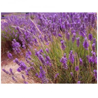 Lavendel Saatgut Kaufen