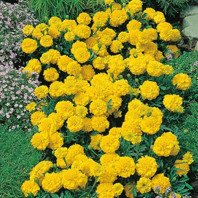 Studentenblume Yellow Jacket gelb verzweigt 'Tagetes patula' 50131 Bienenweide 