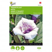 Datura metel