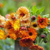 Calendula officinalis Pacific Beauty Biosamen