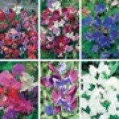 Lathyrus Kollection