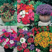 Blumenmix Balkon-, Kübel-, Terassenpflanzen Kollektion