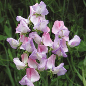 Lathyrus odoratus Fire &  Ice