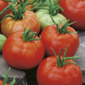 Tomaten Fleischtomate ACE 55 VF Biosamen