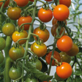 Tomaten Kirschtomate Honeycomb F1 