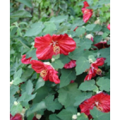 Abutilon_hybridum_Schönmalve