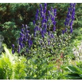 aconitum_Eisenhut