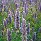 Agastache foeniculum BIO