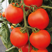 Tomaten T Akron F1