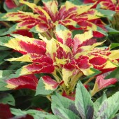 Amaranthus_tricolor_Garden_Select_Fuchsschwanz