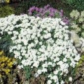 arabis_alpina