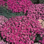 aubrietia_rich_rose