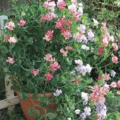 Lathyrus odoratus. Balcony Mix