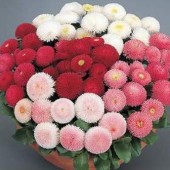 Bellis_Gänseblümchen