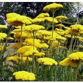 Achillea_filipendulina_Goldgarbe 
