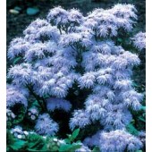 Ageratum_houstonianum_ Blu_ Mink_Leberbalsam