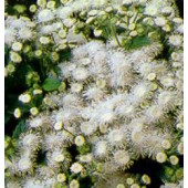 Ageratum_weiss_Leberbalsam