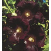 Alcea_rosea_Nigra_schwarz_Stockrose