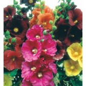 Alcea_Stockrose_Giant_Singel_mix