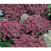 Alyssum_maritima_Oriental_Nights_Steinkraut